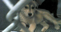 Small puppy lying on a metal kennel floor behind bars, looking toward the camera in a dim indoor setting.