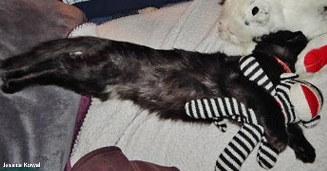 Black cat stretched out asleep on a bed, cuddled against striped and white stuffed animals.