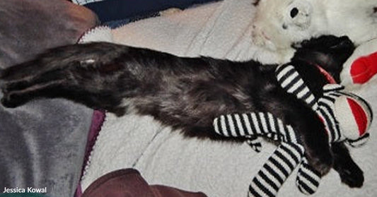 Black cat stretched out asleep on a bed, cuddled against striped and white stuffed animals.