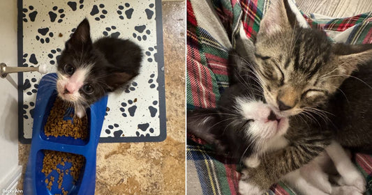 On the left, a tuxedo kitten peers up from a blue food bowl filled with dry kibble on a paw-print mat; on the right, a tuxedo kitten and tabby kitten.