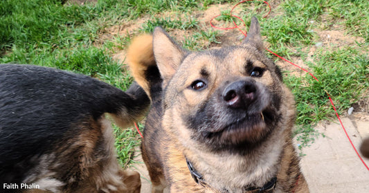 https://greatergood.com/blogs/news/rescue-story-stubby