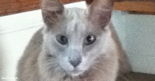Close-up of a gray cat with large ears and soft fur, looking directly at the camera indoors.