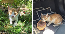 Split image of an orange-and-white kitten in grass beside the same kitten sitting by a bowl of food on a car floor mat.