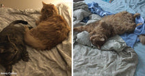 Split image of two cozy cat scenes on a bed: two cats lying together on the left, and a fluffy orange tabby stretched out on its back on the right.