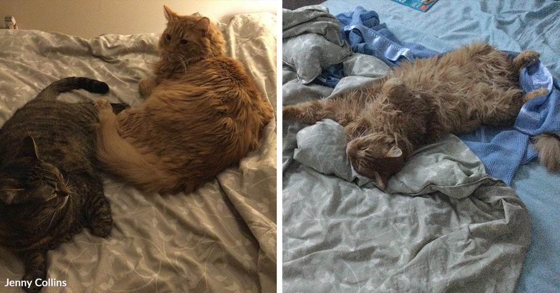 Split image of two cozy cat scenes on a bed: two cats lying together on the left, and a fluffy orange tabby stretched out on its back on the right.