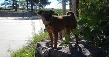 A brown brindle dog stands alert on a large rock beside lush green shrubs, gazing toward a sunny driveway lined with tall pine trees.