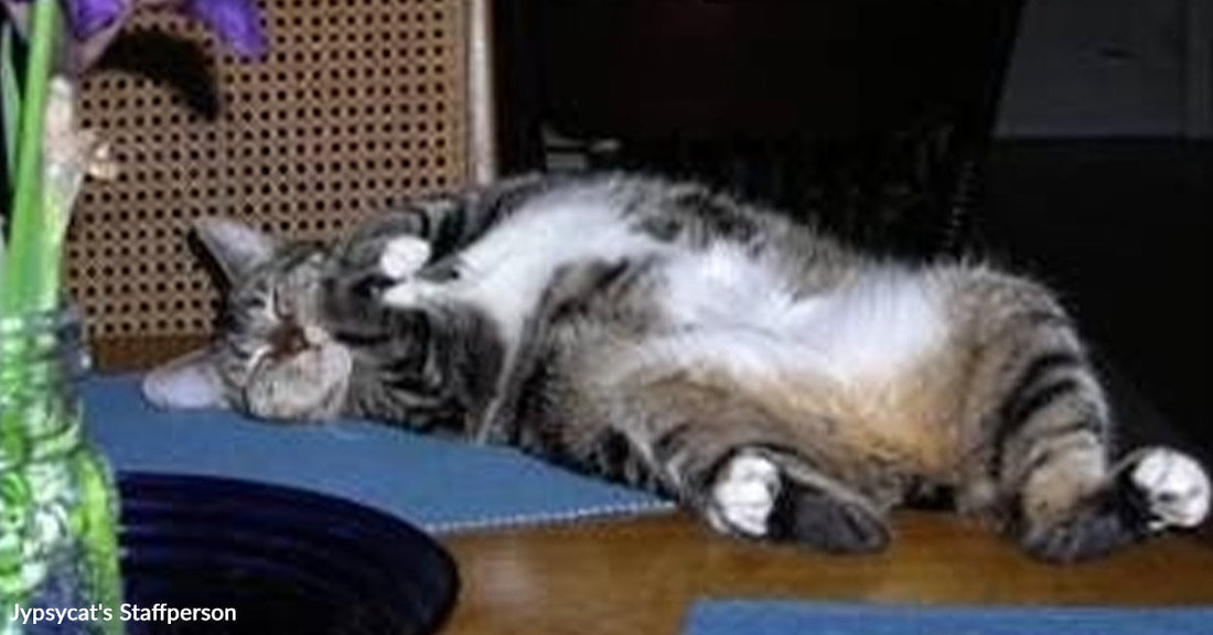Tabby cat lying on its back on a wooden table, relaxed with paws curled, next to a green vase with purple flowers.
