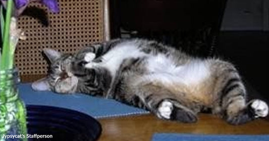 Tabby cat lying on its back on a wooden table, relaxed with paws curled, next to a green vase with purple flowers.