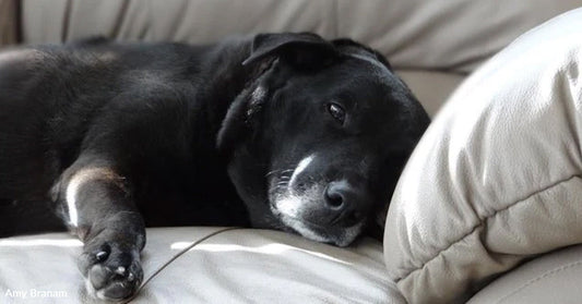 Black dog with a white chest patch lying on a light-colored leather couch, resting its head on the cushion.