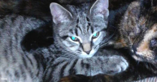 Two cats cuddle on a patterned surface, one tiger-striped and the other tortoiseshell.