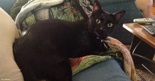 Black cat with wide eyes lying on a couch, partially wrapped in a patterned blanket, looking toward the camera.