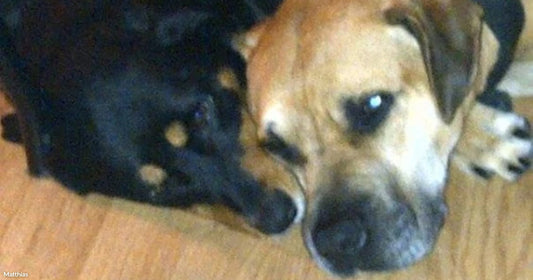 A tan dog and a black cat lie curled together on a wooden floor, resting peacefully side by side.