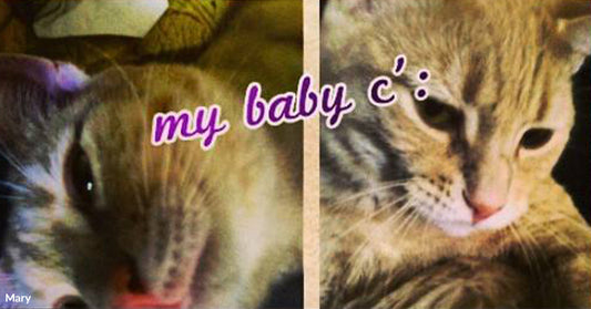 Split image of a tabby kitten as a baby and slightly older, with purple text reading “my baby c:” across the top.