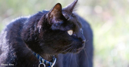 While Failing to Coax One Kitten Into a Box, Another Climbs In