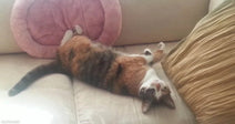 A calico cat lies stretched out on its back on a cream leather sofa, paws raised, next to a pink round cushion.