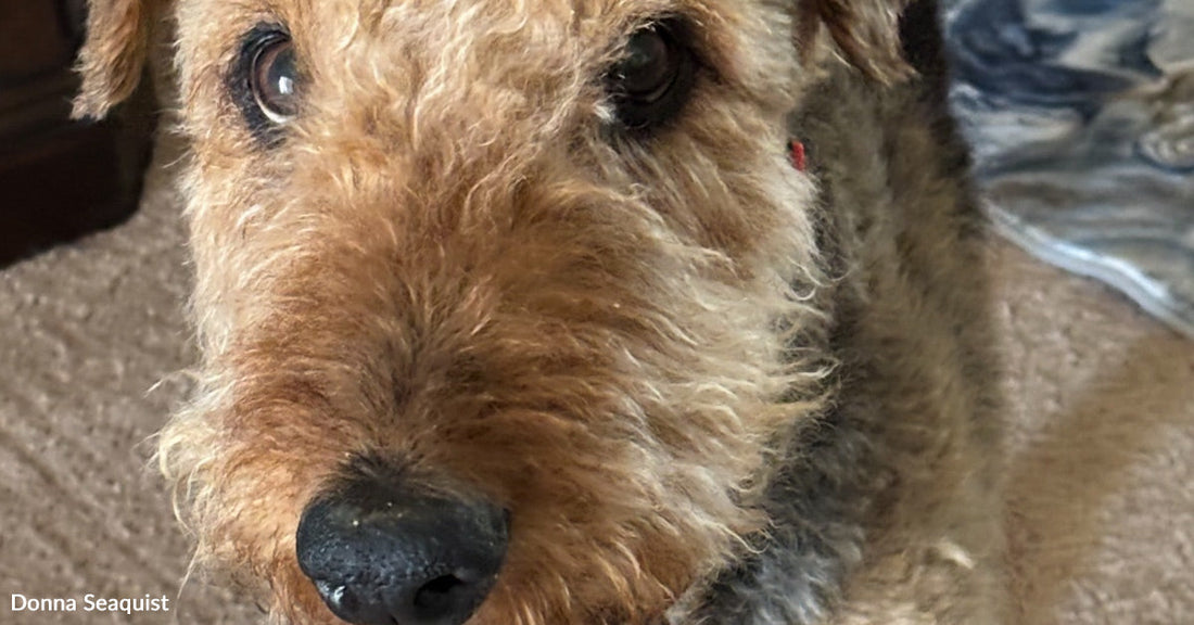 Close-up of a wiry tan-and-black terrier looking up at the camera indoors.