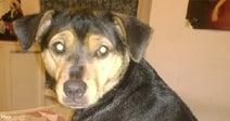 Loyal Rescue Dog Helps Heartbroken Owner Rebuild Life After Family Falls Apart