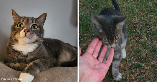 Side-by-side images show a gray tabby cat with white paws and chest indoors and the same cat outside gently sniffing a person’s hand in the grass.