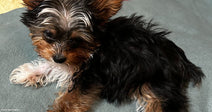 A tiny Yorkshire Terrier puppy with black, tan, and white fur rests on a gray dog bed, looking curiously at the camera.