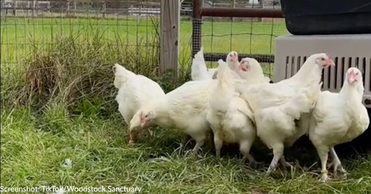 12 Chickens Rescued From Slaughter See Grass For First Time In Heartwarming Video Shared By Sanctuary