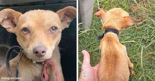 Small tan Chihuahua wearing a collar, beside a top-down view showing the dog’s very thin body and narrow frame.