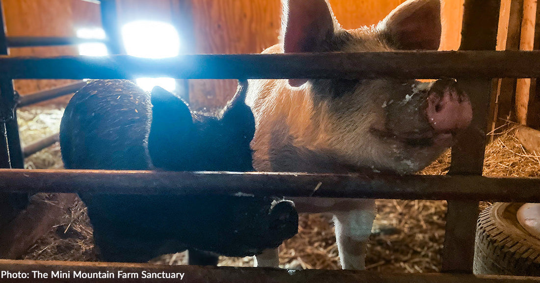 Pigs Rescued from Severe Neglect Survive Harsh NY Winter, Thanks to Your Donations