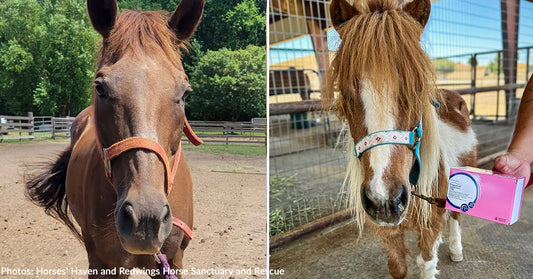 chestnut horse with orange halter and brown and white mini horse