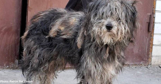 Matted Dog Rescued From War Zone Transforms Into Playful Pup After Proper Care