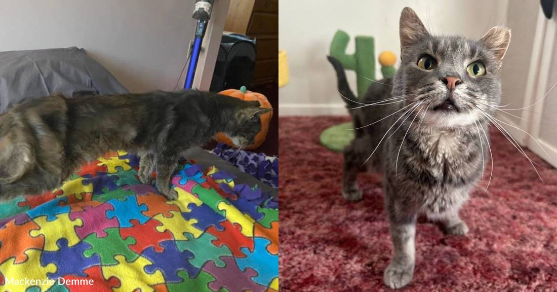 Senior Cat Thought to Be On Death's Door When Rescued, But He's Still Living the Good Life