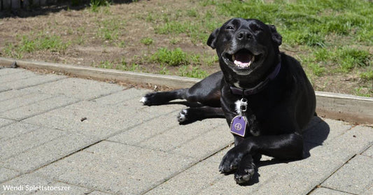 Family Heads to Shelter After Their Beloved Dog Dies, Finds Pooch With Their Old Dog's Birthday