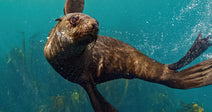 Sea lion gliding underwater above kelp, surrounded by bubbles and sunlight filtering through the surface.