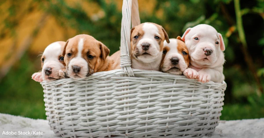 Dog and Her Puppies Left Abandoned in Public Restroom Find Their Forever Homes