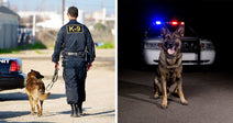 Police dog sits facing the camera in front of a patrol car with flashing red and blue lights.