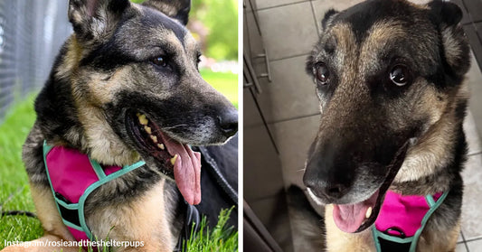 Split image of a German shepherd mix outdoors in a pink harness and indoors looking up with wide, gentle eyes.