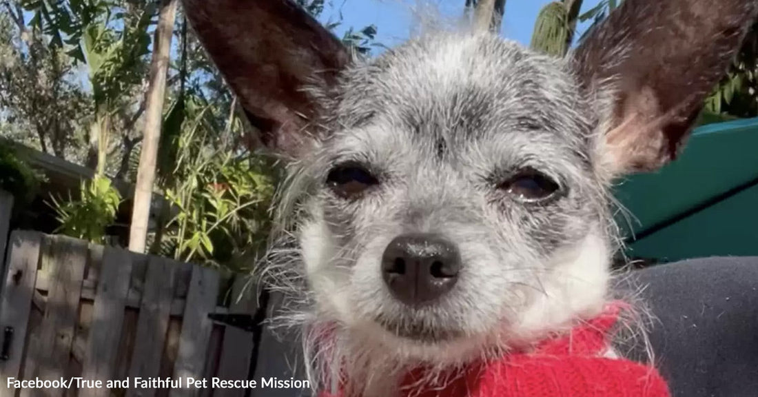 Close-up of the same small gray dog outdoors wearing a red sweater, eyes half closed in sunlight.