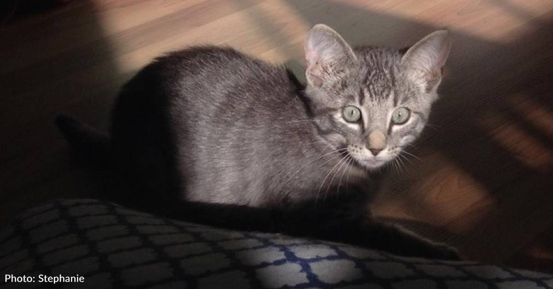 Kitten Hides in the Car of Woman Having a Devastating Year