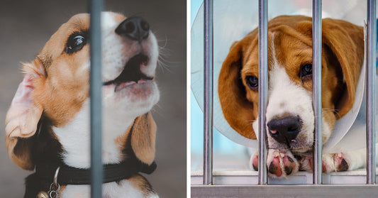 Split image showing two beagles behind kennel bars: on the left, a close-up of a beagle with one paw raised against the bars and mouth slightly open; on the right, a beagle wearing a recovery cone rests its chin on its paws behind the bars.