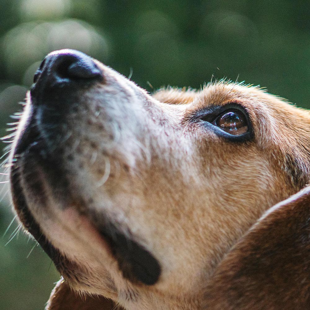 Stop Ridglan From Sending 2,500 Beagles Into More Suffering