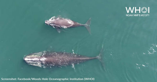 Critically Endangered North Atlantic Right Whale Calf Spotted Nursing In Cape Cod Bay