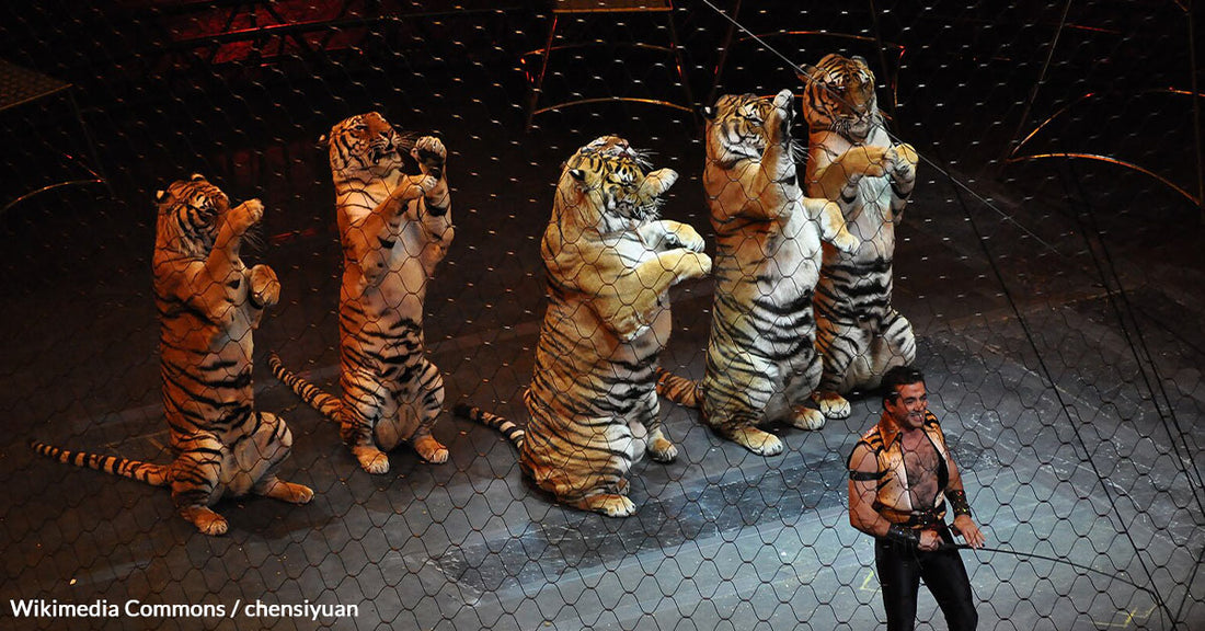 Ringling Bros. and Barnum & Bailey Circus Returns Without Animals