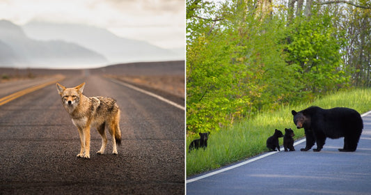 On the left, a coyote stands alone on a desert highway with mountains in the distance; on the right, a black bear and three cubs cross a lush, tree-lined road.