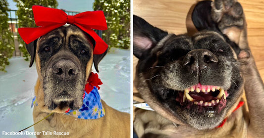 Large mastiff wears a huge red bow and blue bandana in one image, paired with a close-up of the same dog grinning widely while lying on its back.