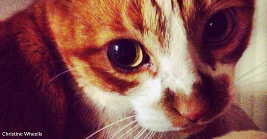 Orange Kitten With a Beaten Up Nose Earns the Name 'Rocky'