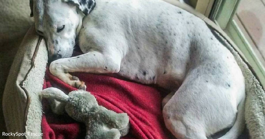 Dog Who Lost All Her Puppies is Now Thriving as a Therapy Dog, Thanks to You