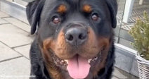 Anxious Rottweiler Instantly Calms Down When He Finds His Emotional Support Toy