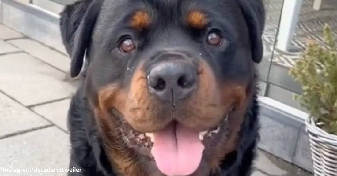 Anxious Rottweiler Instantly Calms Down When He Finds His Emotional Support Toy