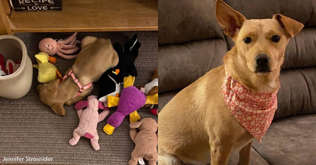 After Being Unable to Have a Child, Couple Adopts Spoiled Pup That Lights Up Their Life