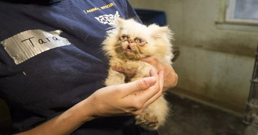 A Dying Kitten Was Rescued From A Puppy Mill. Vets Said She Should Be Put Down, But They Refused