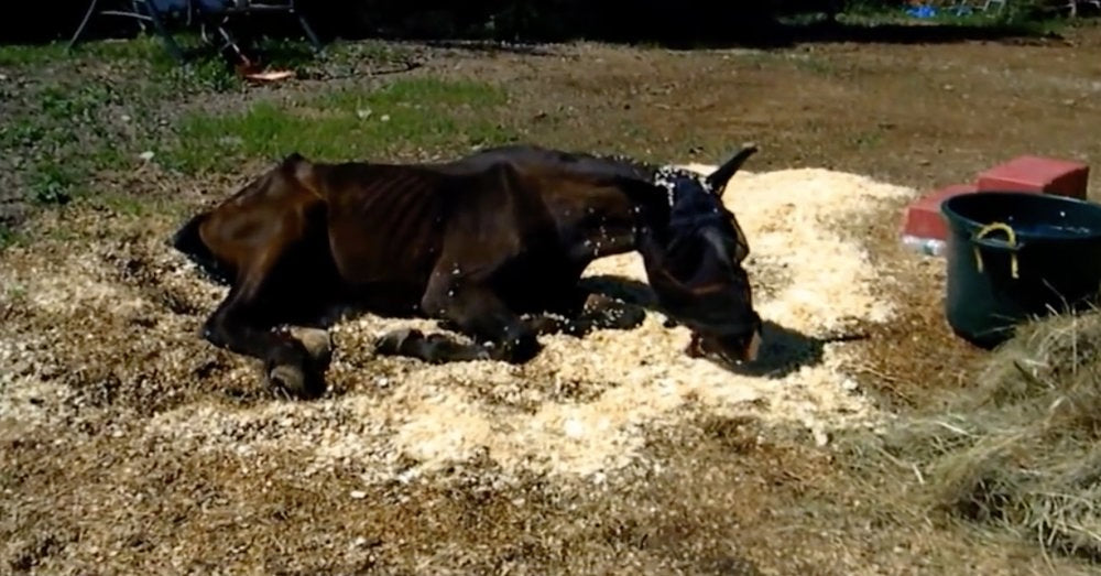 Dying Horse Was Emaciated And Abandoned. Six Months Later, He Gained Nearly 400 Pounds.