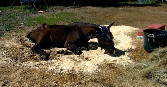 Dying Horse Was Emaciated And Abandoned. Six Months Later, He Gained Nearly 400 Pounds.
